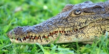 Crocodile - One dangerous animal to watch out for when travelling